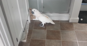 Deze papegaai had een akefietje met de huiskat… het gesprek hierover met zijn baasje is hilarisch!