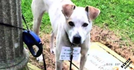 Dakloze vrouw ziet een bange hond, vastgebonden aan een paal.. dan ziet ze een briefje om zijn nek