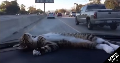 Hij is onderweg in zijn auto…. Maar kijk eens wie daar op het dashboard ligt te relaxen!