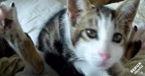 Yoga alleen voor mensen? nee hoor! deze lenige kat bewijst het tegendeel!