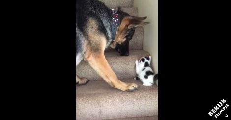 Herder ziet dat dit katje moeite heeft de trap op te komen.. wat hij dan doet is zó lief!