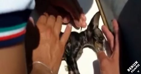 Deze kitten lijkt te verdrinken. Totdat deze strandwacht hem redt én reanimeert!