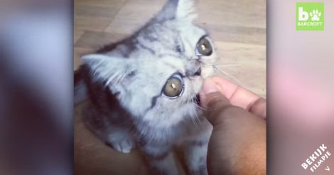 Dit katje is geboren met hele grote ogen.. kijk eens hoe schattig!