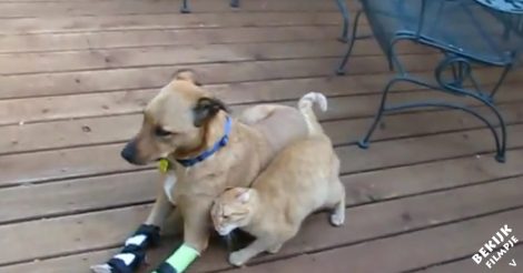 Deze geredde hond krijgt de mooiste verwelkoming ooit!