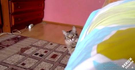 Je ziet in zijn ogen dat deze sluwe kat iets van plan is.. en dan ineens slaat hij toe!