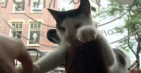 Hou je van katten? dan moet je naar dit kattencafé in den-haag!