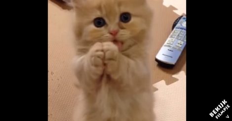 Dit lieve katje heeft trek. De manier waarop hij dat laat zien is zó schattig!