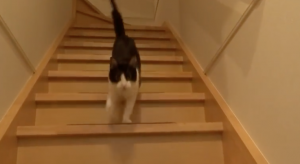 Deze kat hoort haar baasje thuiskomen en kan haar blijdschap niet verbergen!