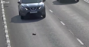 Een doodsbange kitten begeeft zich midden op de snelweg…