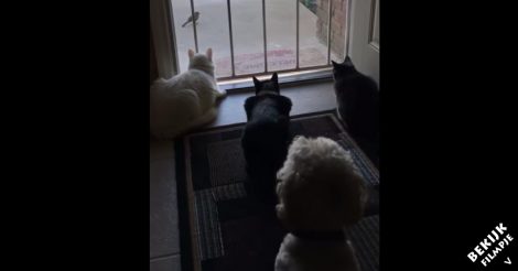 Drie katten liggen nieuwsgierig naar een vogeltje te kijken. Maar dan laat dit hondje ze schrikken!