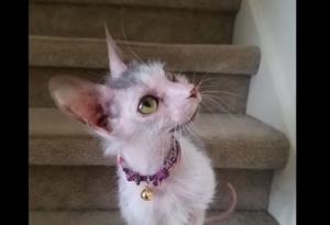 Iedereen vindt haar kat lelijk. Maar daar trekt deze eigenaresse zich – terecht – niets van aan!