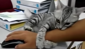 Hij zit geconcentreerd achter de computer. Maar deze kat trekt zich daar niets van aan!