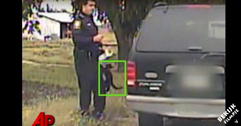 Deze agent schrijft een boete uit als een kat dichterbij komt. Wat het beestje dan doet is hilarisch!