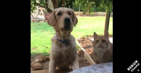Deze kat probeert stiekem het hapje van de hond te jatten. Maar daar krijgt hij meteen spijt van!