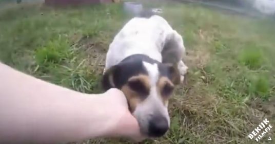 Mishandelde-hond-speelt-in-gras