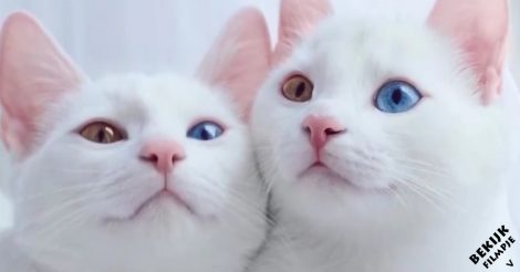 Maak kennis met iriss en abyss: de mooiste tweeling katten op aarde!