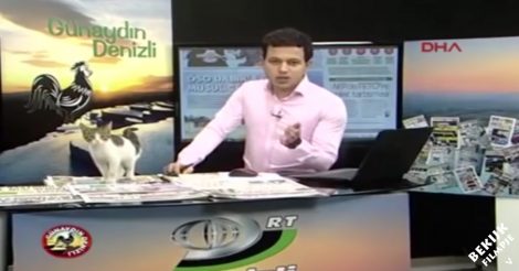 Turkse presentator is bezig met een live-uitzending als ineens een zwerfkat gezellig meedoet