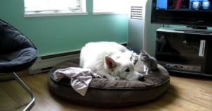 Dit hele kleine katje probeert vriendjes te worden met deze grote hond..