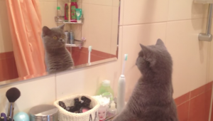 Kat kijkt in de spiegel.. En kan maar geen genoeg krijgen van zichzelf!