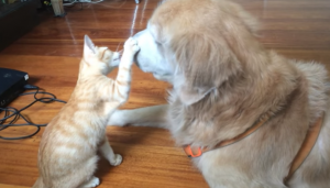 Zij vond een weeskatje en nam het beestje mee naar huis. Daar ontstond een bijzondere vriendschap!