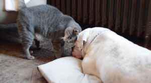 Schattige kat wil dolgraag met de bulldog spelen. Maar daar heeft de hond blijkbaar weinig zin in!