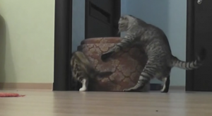 Kleine kitten kan niet bij de bal. Maar dan komt haar grote sterke vriend een handje helpen!