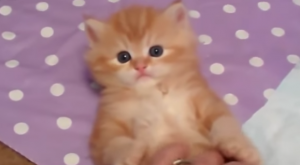 Té lief: compilatie van spelende, stoute, schattige katten. Smelten gegarandeerd!