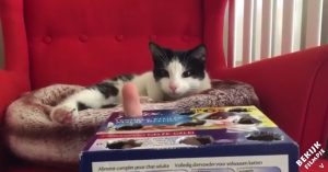 Kat zit rustig op de bank. dan besluit haar baasje om op een geweldige manier de aandacht te trekken!