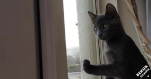 Dit katje ziet voor de eerste keer sneeuw. Zijn reactie is zó schattig!