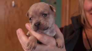 Deze pup was 5 weken toen hij weeshond werd. Gelukkig was er een familie die naar hem omkeek..