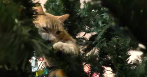 Als je katten in huis hebt… Is dit je Kerst!