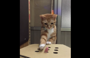 Katten zijn altijd op zoek naar speeltjes en vermaak. Gelukkig heeft hij daar iets voor bedacht!