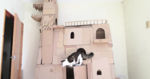 Kattenliefhebber maakt grote kartonnen draak. Allemaal zodat zijn geliefde kat erin kan spelen!