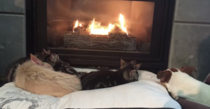 Hondjes en katjes slapen samen voor de open haard. Dit is zó schattig!