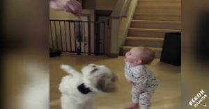 Hondje doet trucje om zo een brokje te krijgen. Maar kijk eens wie er meedoet!