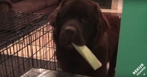 Deze hond wil zijn bot ruilen voor een bord soep.. Dit is zo leuk!