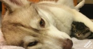 Kleine kitten wilde niet eten en leek het niet te redden. Totdat ze deze zorgzame hond ontmoette..