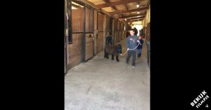 Jongen doet zijn best om paard uit de stal te halen. Wat dan naar buiten komt lopen is zó schattig!