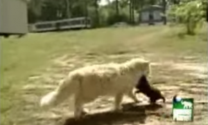 Kat ‘ontvoert’ een nest met puppy’s. De reden waarom is hartverscheurend..