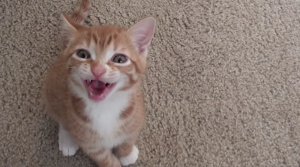 Baasje praat tegen haar kat. Wat die dan doet is zó lief!