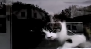 Postbode wil post in de brievenbus doen. Maar de kat? Die heeft een bloedhekel aan de postbode!