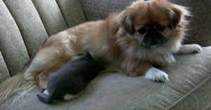 Vrouw vindt bevroren katje en neemt haar mee naar huis.. Dan gebeurt er iets geweldigs!