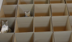 Katten en dozen zijn voor elkaar gemaakt. Dit baasje maakt het wel héél vermakelijk voor zijn katten!