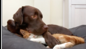 Wereldwijde internethit: beste vriendjes Hessel en Hannes uit Hardenberg!