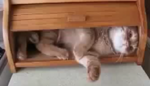 Baasje is op zoek naar zijn kat. Maar die heeft zich verstopt op een wel heel komische plek!