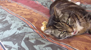 Kuiken vindt de beste plek voor een dutje… Onder zijn kattenvriend!