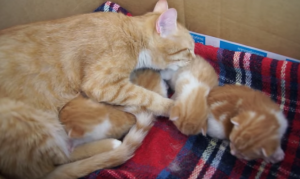 Mama kat zorgt voor haar kleine kittens. Maar hoor eens wat ze tegen ze ‘zegt’! Zó lief!