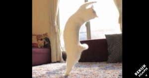 Ooit afgevraagd wat je kat uitspookt als je niet thuis bent? Nou deze kat doet aan.. ballet!