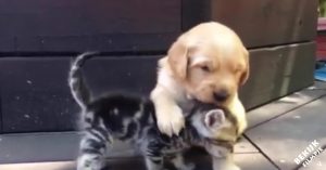 Kitten is verliefd op kleine golden retriever pup. En de liefde? Die is geheel wederzijds!