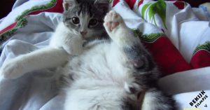 Kleine kitten wordt wakker. Om ons daarna te trakteren op een overdosis aan schattigheid!